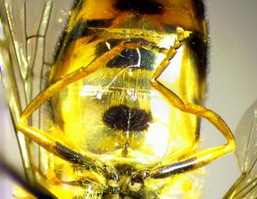 Réf. 237 332 : Eupeodes latifasciatus